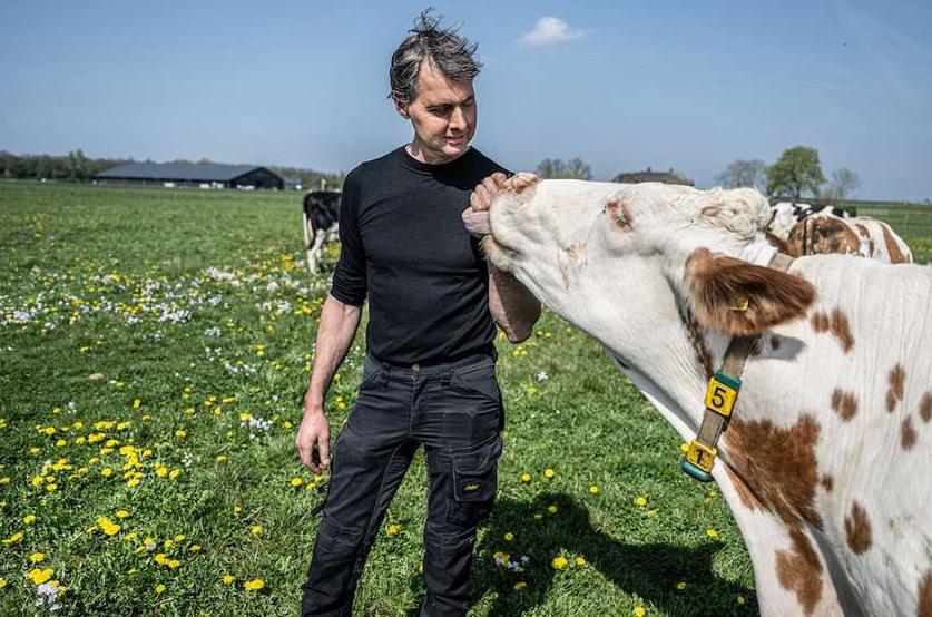 Boer en koe op gezonde grond